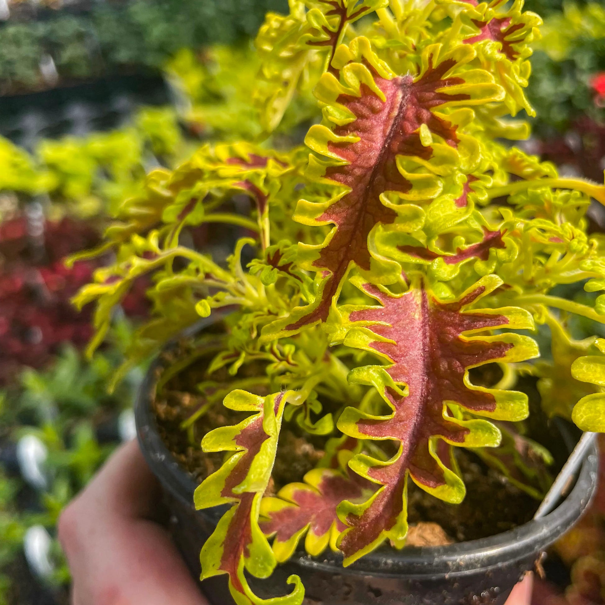 Yellow Red Coleus Flower seeds for Planting - Long Bloom Season, Heirloom & GMO Free Seeds for Home Garden
