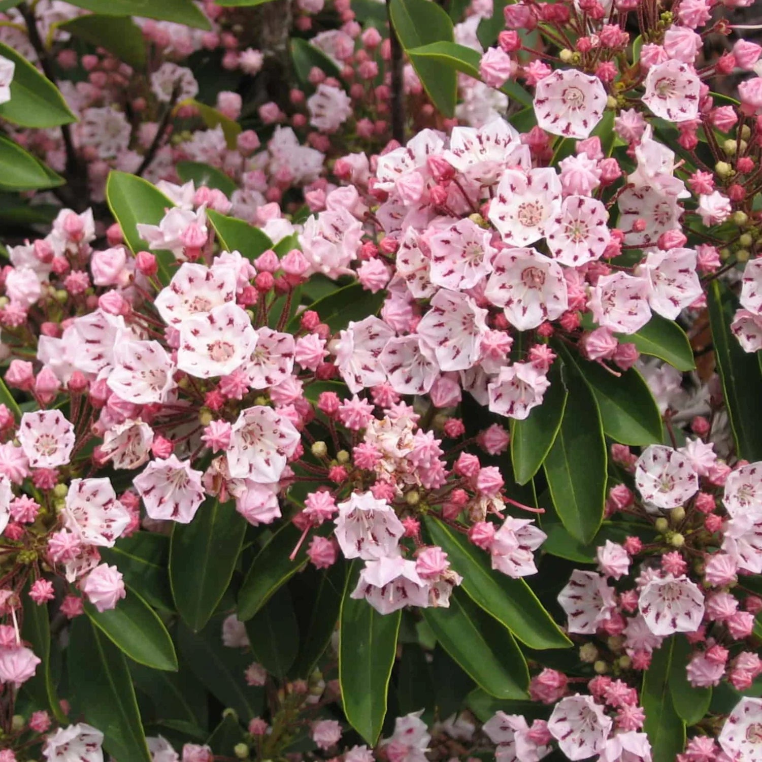 Pink Laurel Seeds for Planting - Elegant Pink Blooms for Garden and Borders
