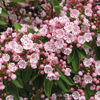 Pink Laurel Seeds for Planting - Elegant Pink Blooms for Garden and Borders