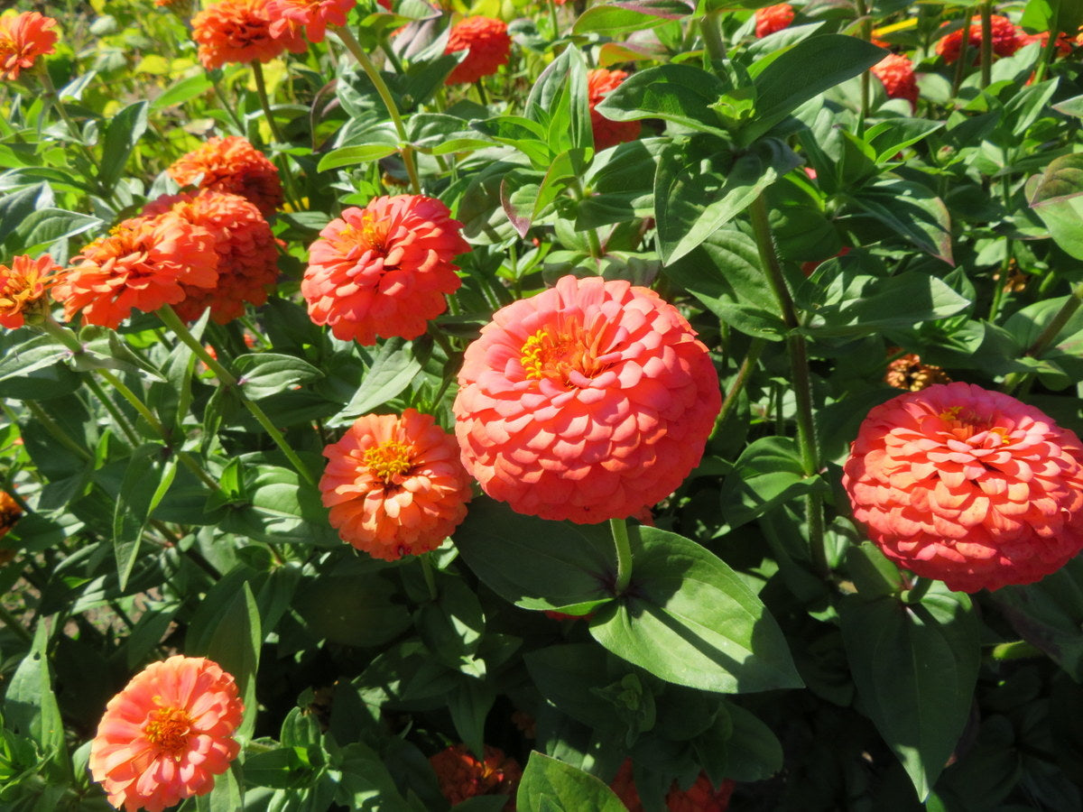 Zinnia Oklahoma Double Bloom Flower seeds for Planting Drought Tolerant Heirloom & GMO Free Seeds for Home Garden