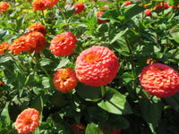 Zinnia Oklahoma Double Bloom Flower seeds for Planting Drought Tolerant Heirloom & GMO Free Seeds for Home Garden