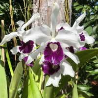 Purple and White Orchid Seeds for Planting