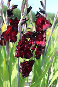 Deep Red Gladiolus Flower Seeds – Drought Tolerant Heirloom & NonGMO Seeds for Home Garden
 
 Sale