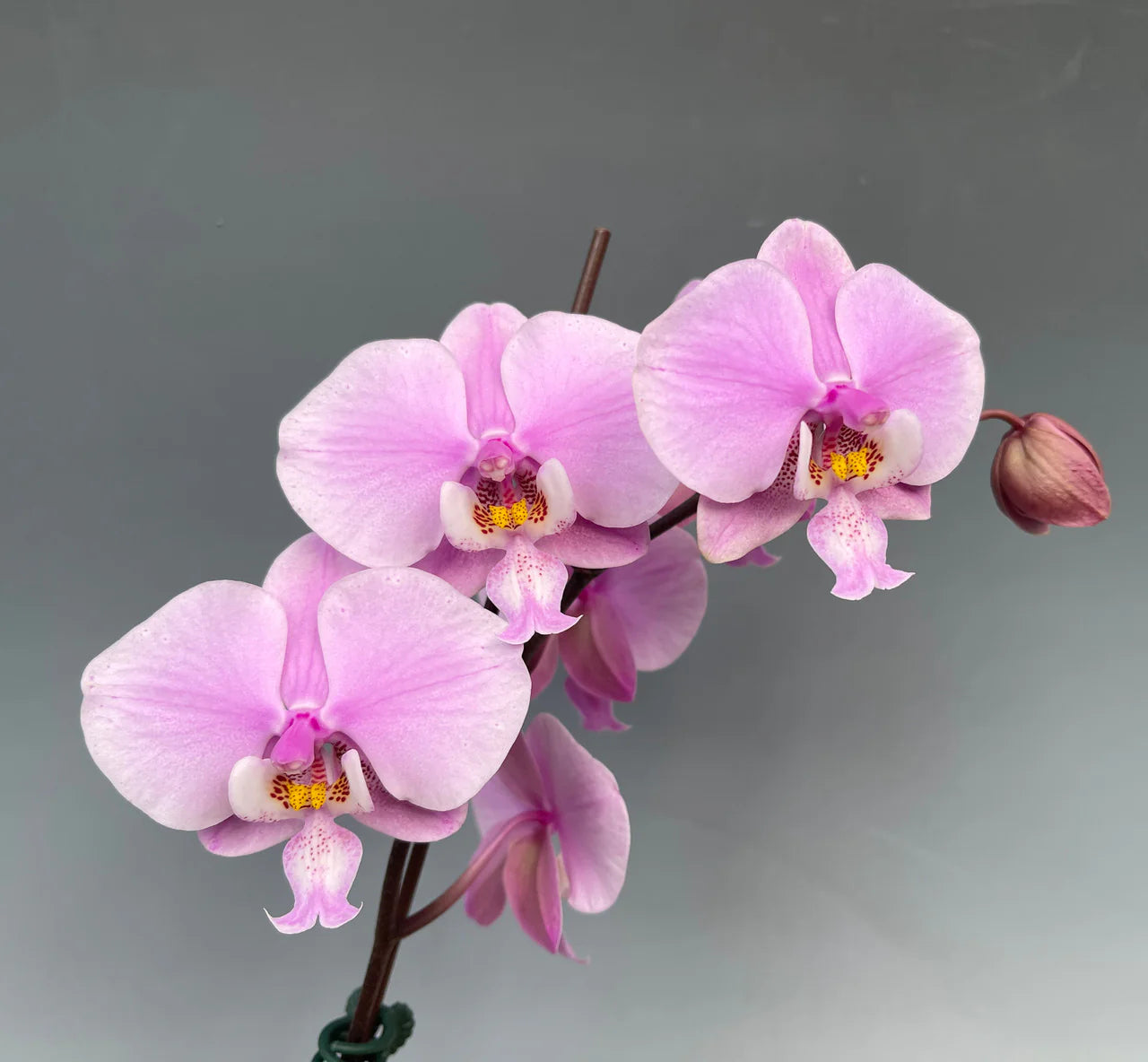 Pink Butterfly Orchid Flower seeds for Planting - Fragrant Blossoms, Heirloom & GMO Free Seeds for Home Garden