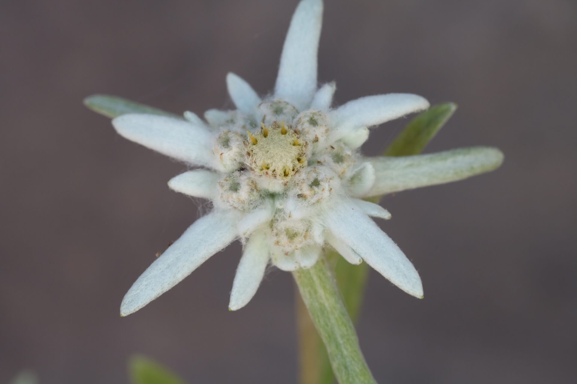 Edelweiss Flower seeds for Planting Hardy Variety Heirloom & GMO Free Seeds for Home Garden