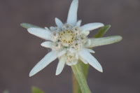 Edelweiss Flower seeds for Planting Hardy Variety Heirloom & GMO Free Seeds for Home Garden