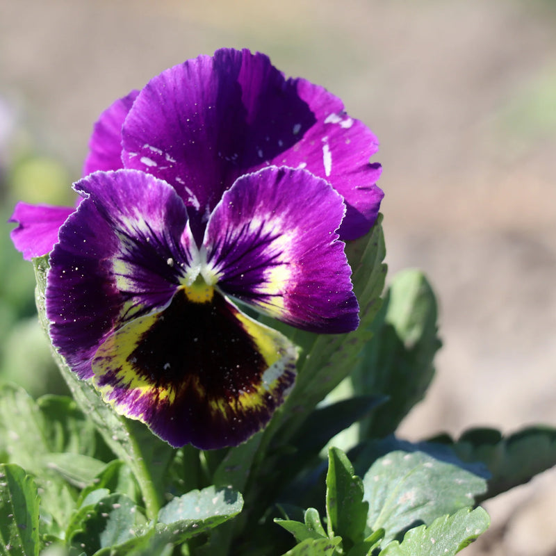 Viola Germania Flower Planting Seeds - Mixed Variety