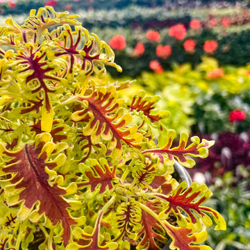 Yellow Red Coleus Flower seeds for Planting - Long Bloom Season, Heirloom & GMO Free Seeds for Home Garden