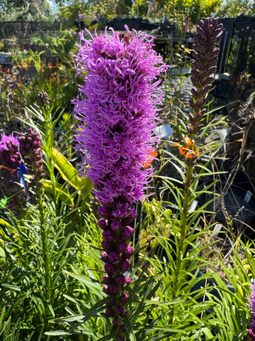 Liatris Spicata Flower seeds for Planting Bright Blooms Heirloom & GMO Free Seeds for Home Garden