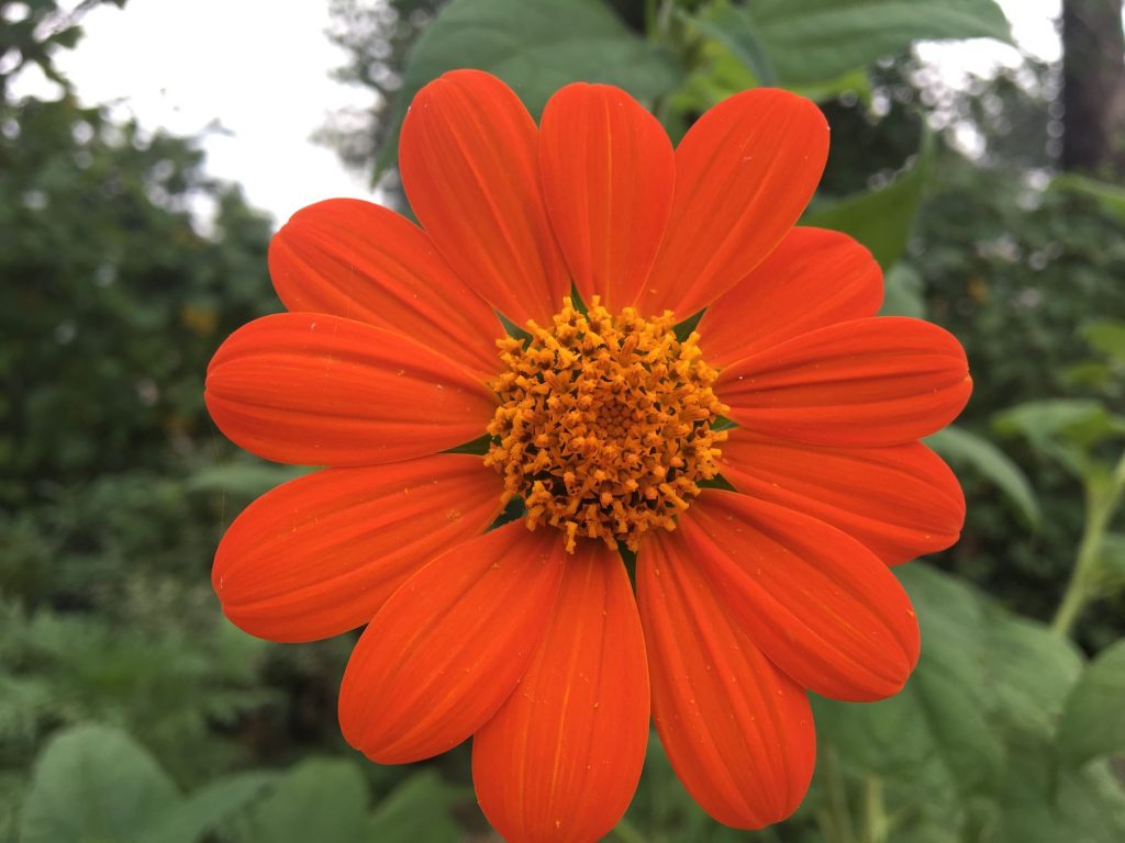 Mexican SunFlower seeds for Planting Premium Quality Heirloom & GMO Free Seeds for Home Garden
