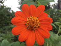 Mexican SunFlower seeds for Planting Premium Quality Heirloom & GMO Free Seeds for Home Garden
