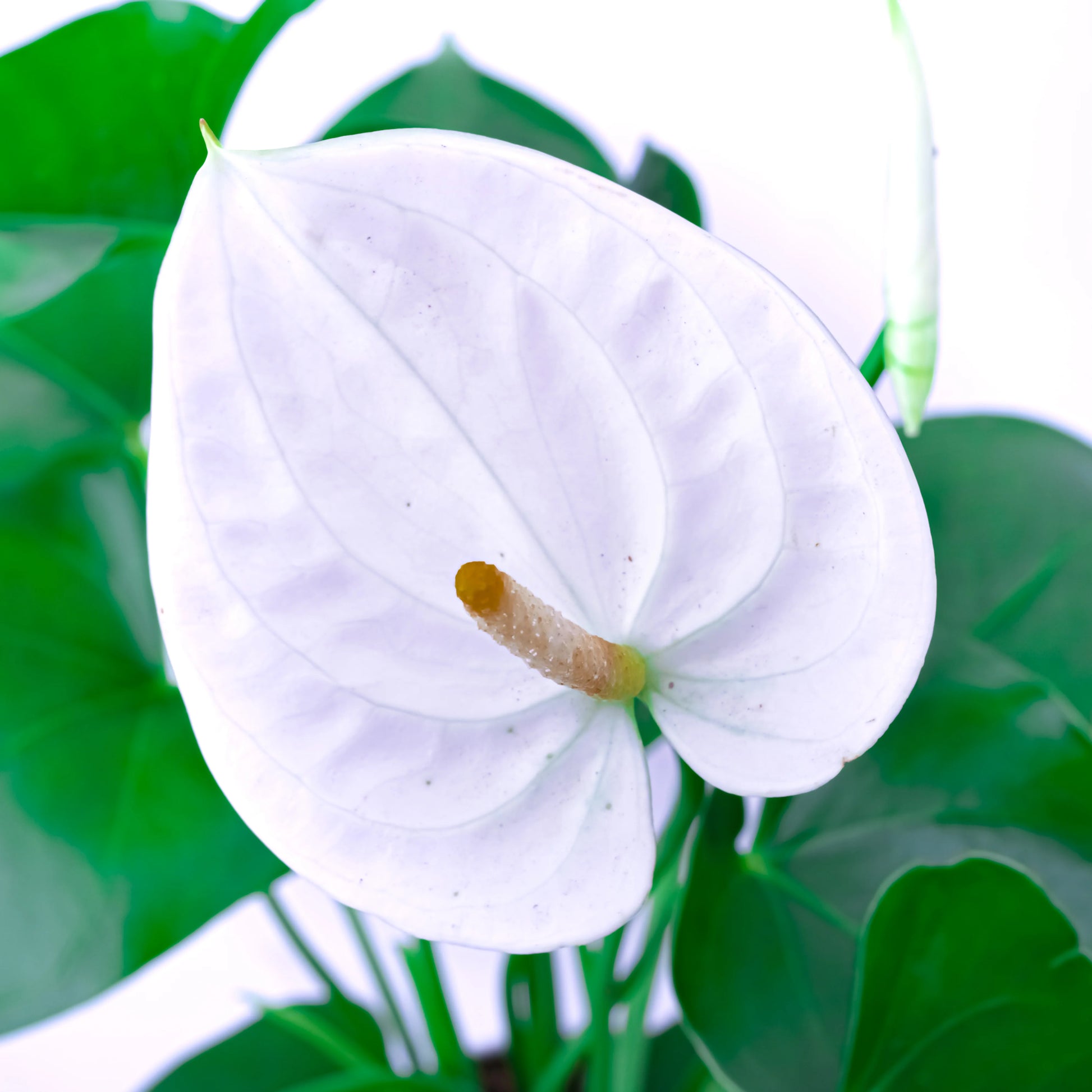 White Anthurium Flower Seeds for Garden Bright Blooms Heirloom & GMO Free Seeds for Home Garden
 
 Sale