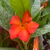 Mandevilla Orange Flower Seeds for Vibrant Garden Planting