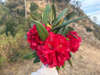 Red Rhododendron Barbatum Flower Planting