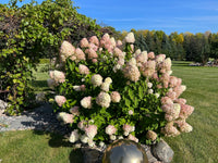 Hydrangea Paniculata Flower seeds for Planting - Low Maintenance, Heirloom & GMO Free Seeds for Home Garden