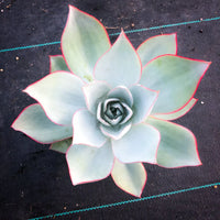 White Echeveria Cante Flower seeds for Planting - Garden Favorite, Heirloom & GMO Free Seeds for Home Garden