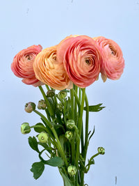 Peach Ranunculus Flower Seeds Drought Tolerant Heirloom & GMO Free Seeds for Home Garden
 
 Sale