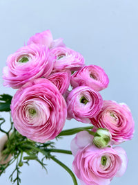 Baby Pink Ranunculus Flower seeds for Planting Cottage Garden Essential Heirloom & GMO Free Seeds for Home Garden