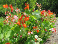 Bean Hestia Flower seeds for Planting Cottage Garden Essential Heirloom & GMO Free Seeds for Home Garden
