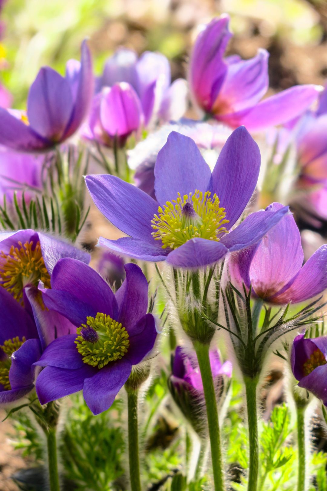 Pasque Flower seeds for Planting - Cottage Garden Essential, Heirloom & GMO Free Seeds for Home Garden