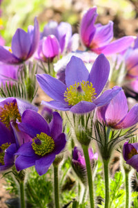 Pasque Flower seeds for Planting - Cottage Garden Essential, Heirloom & GMO Free Seeds for Home Garden
