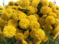 Heirloom Chrysanthemum Flower seeds for Planting Sun Loving Heirloom & GMO Free Seeds for Home Garden