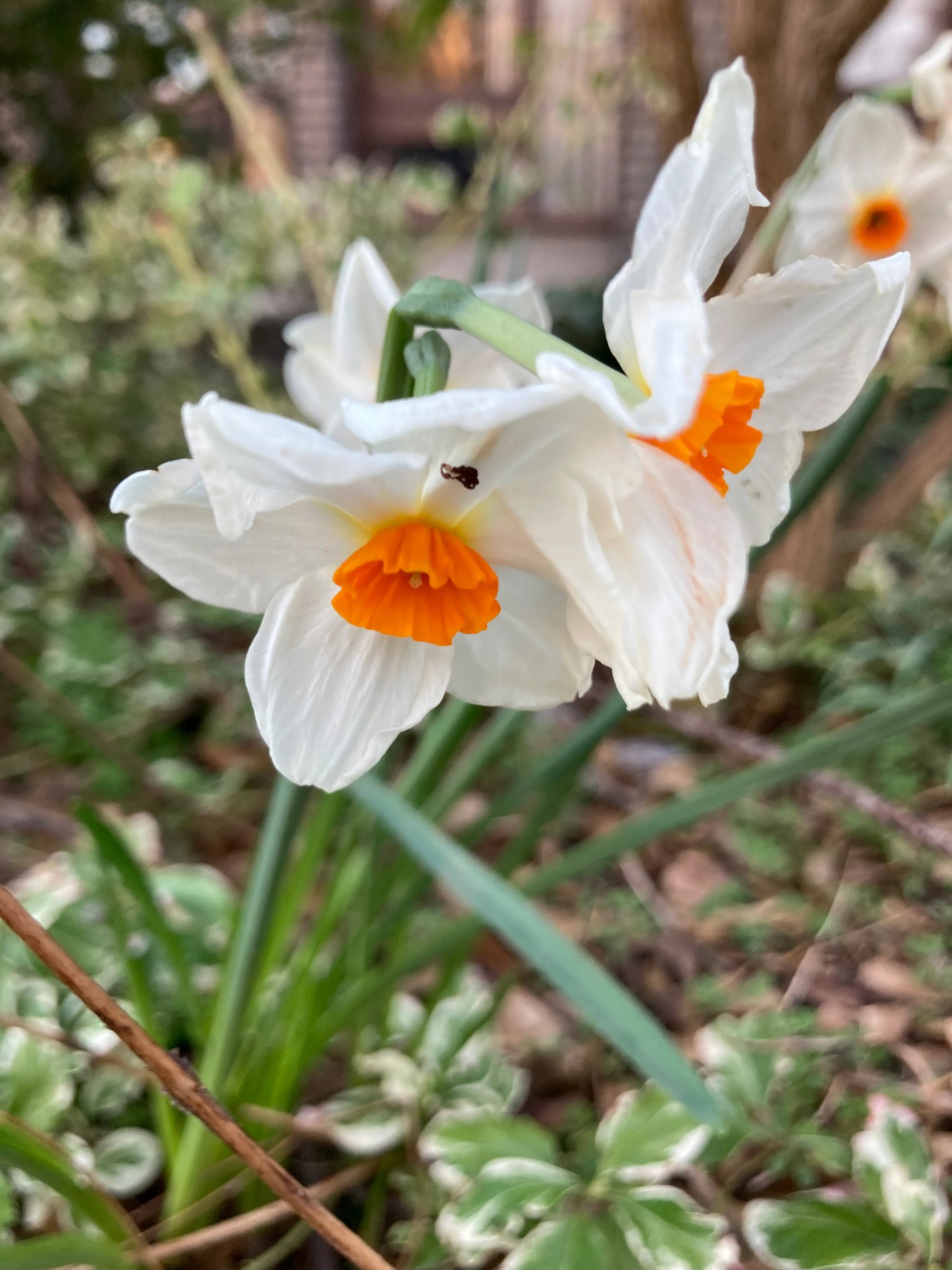Narcissus White Red Seeds for Planting - Elegant Flower Blooms