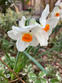 Narcissus White Red Seeds for Planting - Elegant Flower Blooms