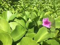 Ipomea Pescaprae Flower seeds for Planting, Pollinator Friendly Heirloom & GMO Free Seeds for Home Garden
