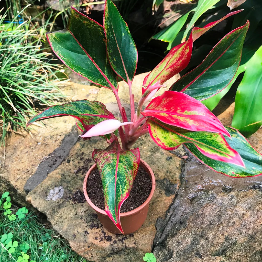 Aglaonema Flower seeds for Planting Wildflower Mix Heirloom & GMO Free Seeds for Home Garden