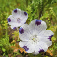 White Blue Maculata Flower seeds for Planting Seasonal Bloomer Heirloom & GMO Free Seeds for Home Garden 
 
 Sale