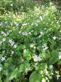 White Claytonia Sibirica Flower seeds for Planting - Compact Growth, Heirloom & GMO Free Seeds for Home Garden