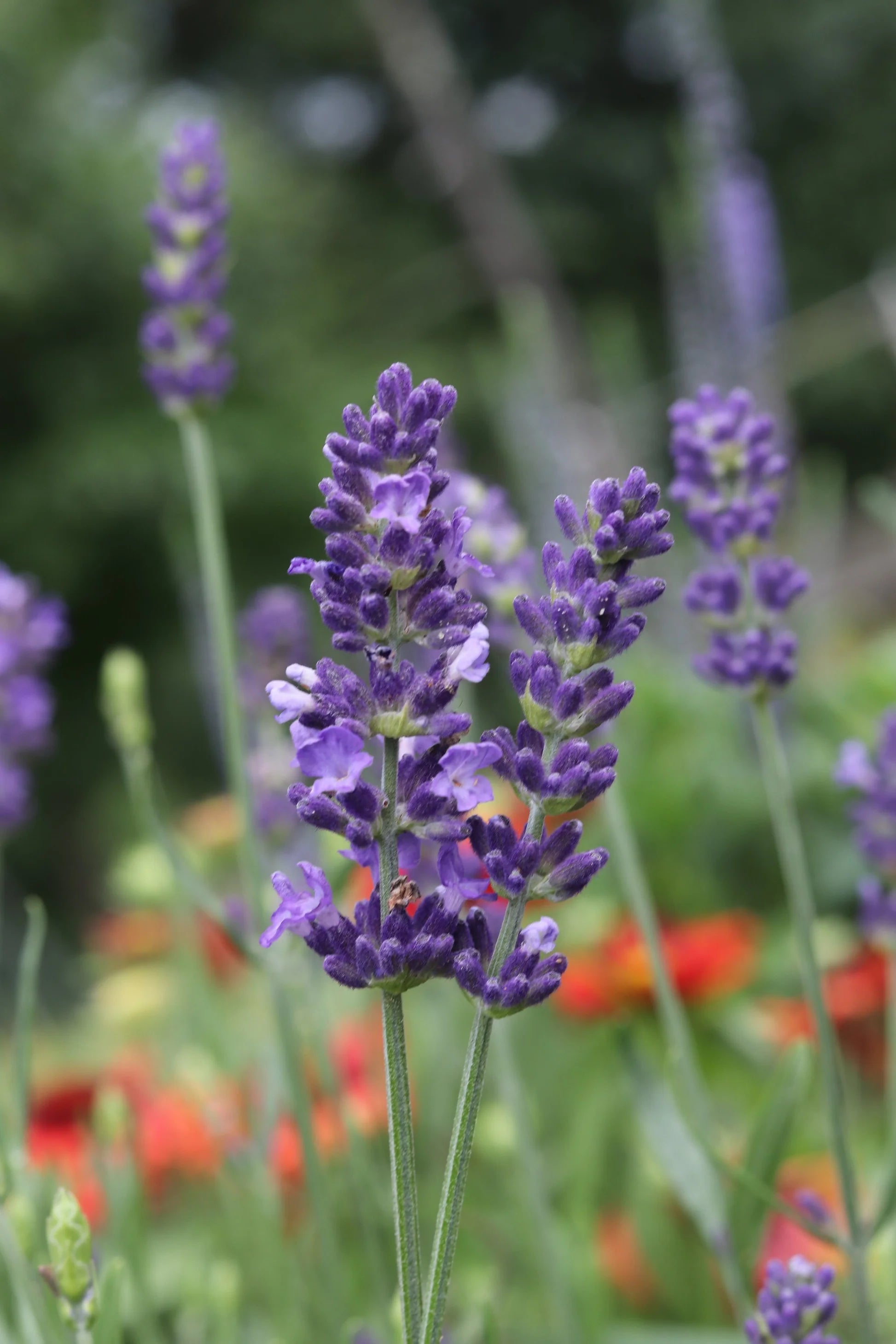 Provence Lavender Flower seeds for Planting Hardy Variety Heirloom & GMO Free Seeds for Home Garden 
 
 Sale