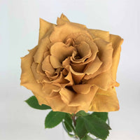 Gold Rose Flower seeds for Planting - Compact Growth, Heirloom & GMO Free Seeds for Home Garden