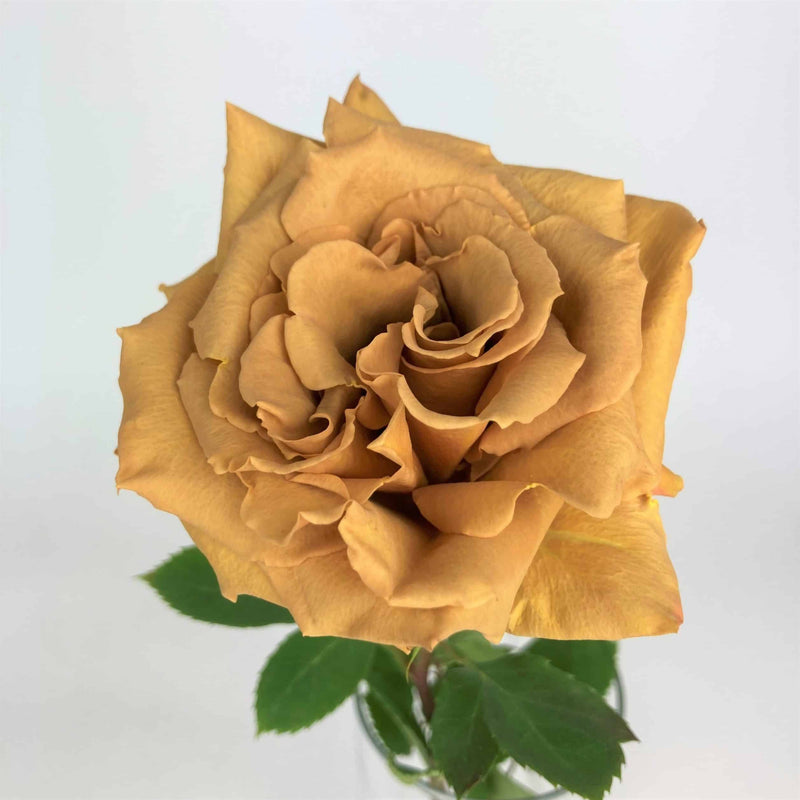 Gold Rose Flower seeds for Planting - Compact Growth, Heirloom & GMO Free Seeds for Home Garden