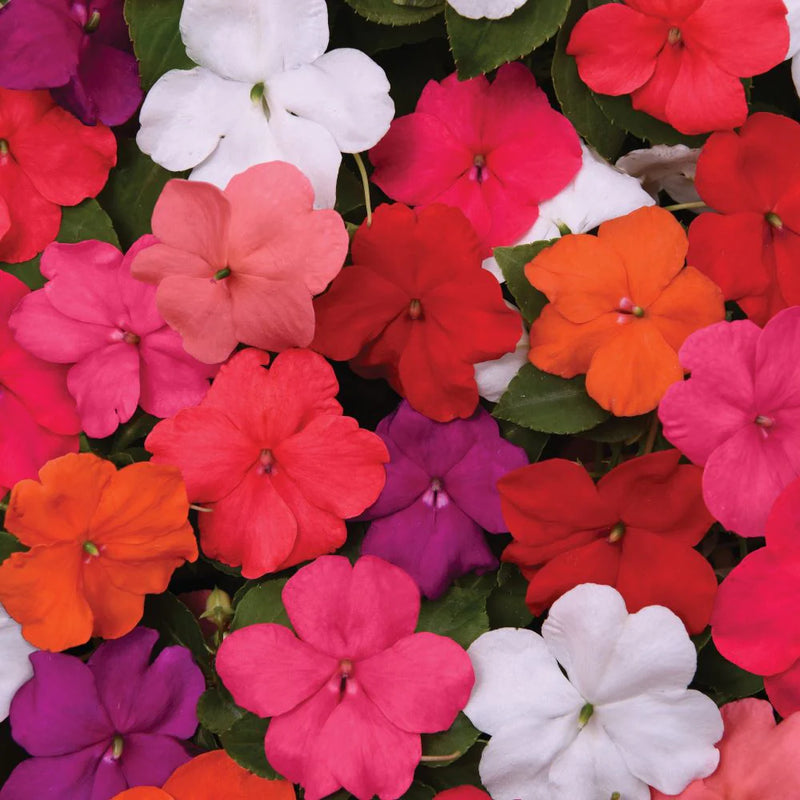 Impatiens Mix Flower Seeds for Planting - Vibrant Annual Flower Seeds for Shaded Gardens