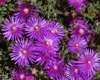 Purple Ice Flower seeds for Planting - Easy to Grow, Heirloom & GMO Free Seeds for Home Garden