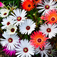 Mixed Ice Flower Planting Seeds Collection
