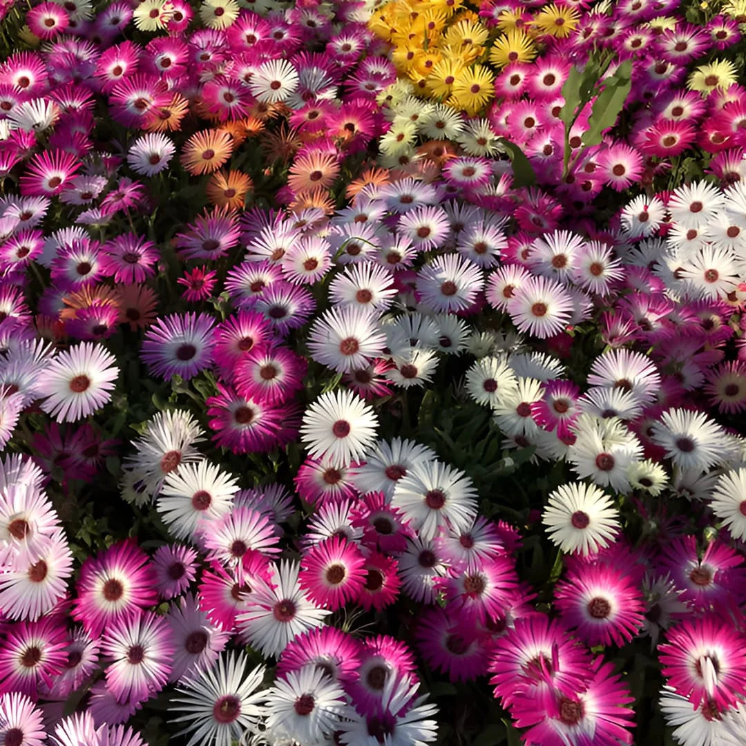 Ice Flower seeds for Planting Wildflower Mix Heirloom & GMO Free Seeds for Home Garden