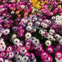 Ice Flower seeds for Planting Wildflower Mix Heirloom & GMO Free Seeds for Home Garden