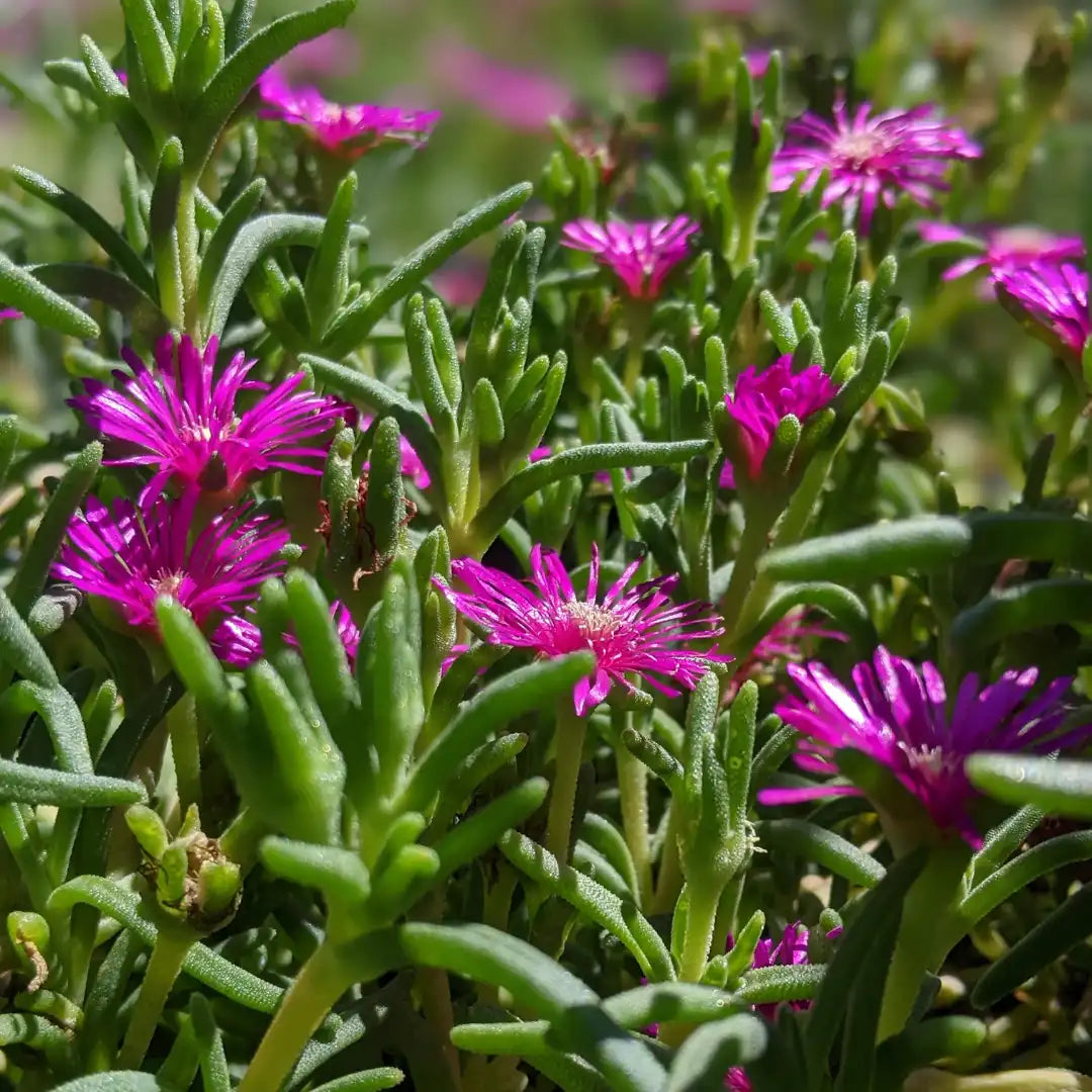 Purple Delosperma Flower seeds for Planting - Bright Blooms, Heirloom & GMO Free Seeds for Home Garden