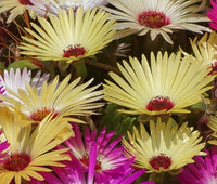 Yellow Red Ice Flower Seeds for Planting - Vibrant Annual Blooms