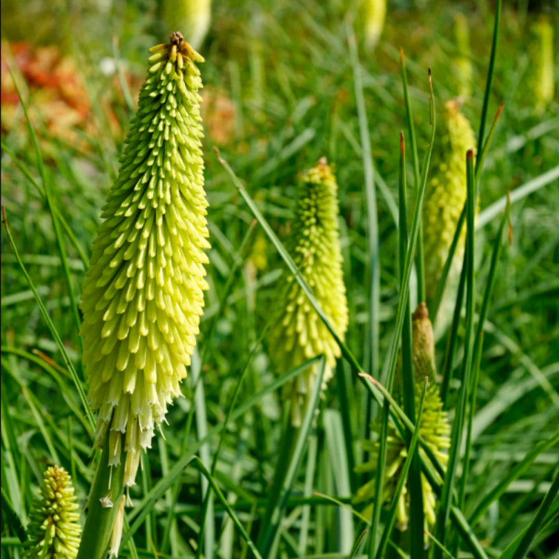 Green Kniphofia Flower seeds for Planting Cottage Garden Essential Heirloom & GMO Free Seeds for Home Garden
 
 Sale