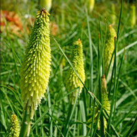 Green Kniphofia Flower seeds for Planting Cottage Garden Essential Heirloom & GMO Free Seeds for Home Garden
 
 Sale