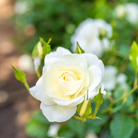 Green Iceberg Flower seeds for Planting - Cottage Garden Essential, Heirloom & GMO Free Seeds for Home Garden