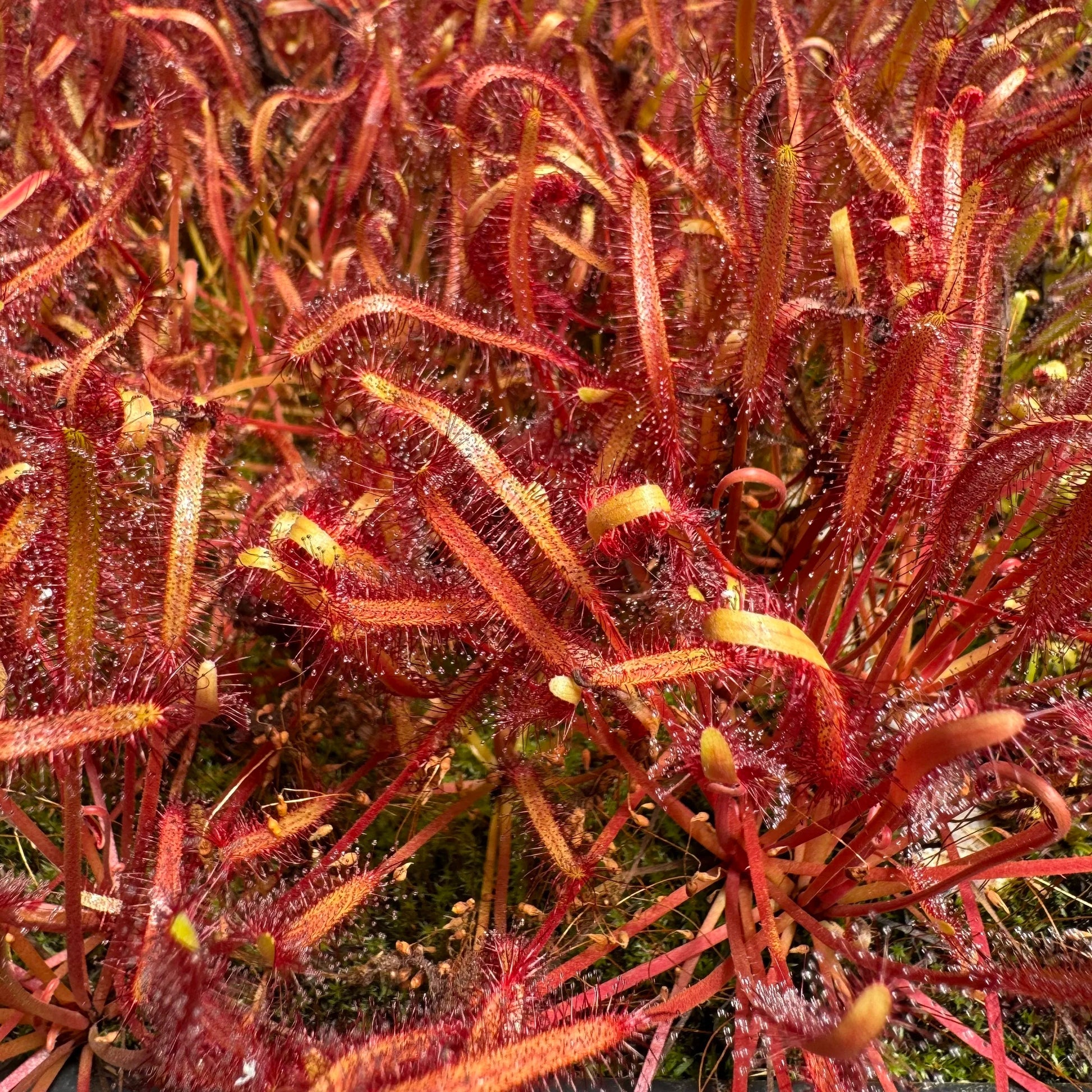 Light Pink Sundew for Planting Hardy Variety Heirloom & GMO Free Seeds for Home Garden
 
 Sale