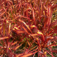 Light Pink Sundew for Planting Hardy Variety Heirloom & GMO Free Seeds for Home Garden
 
 Sale