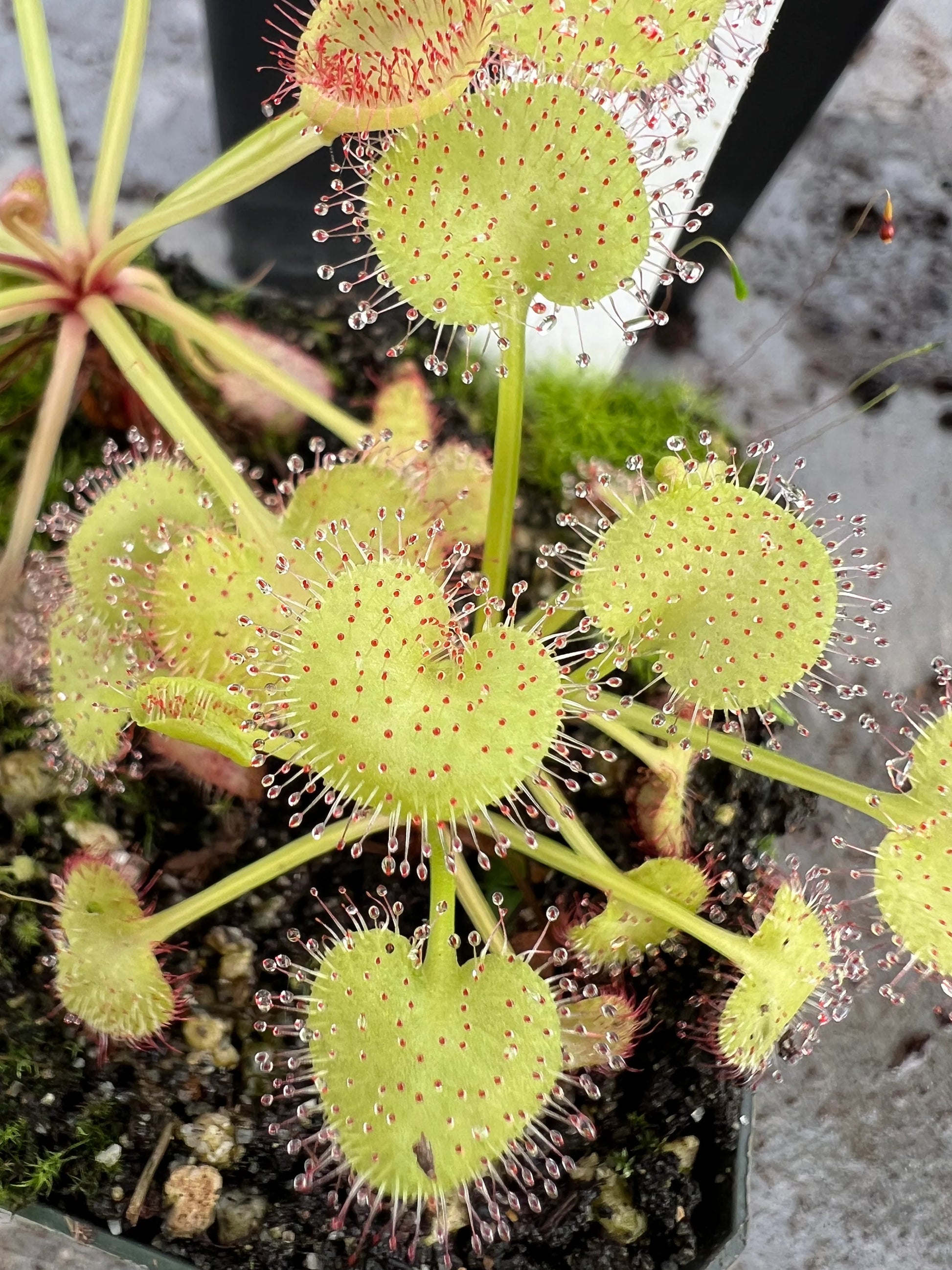 Green Hardy Sundew Flower seeds for Planting - Garden Favorite, Heirloom & GMO Free Seeds for Home Garden
