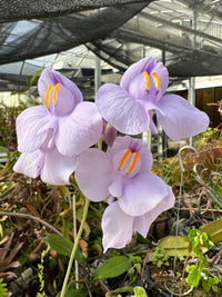 Utricularia Flower seeds for Planting - Cottage Garden Essential, Heirloom & GMO Free Seeds for Home Garden
