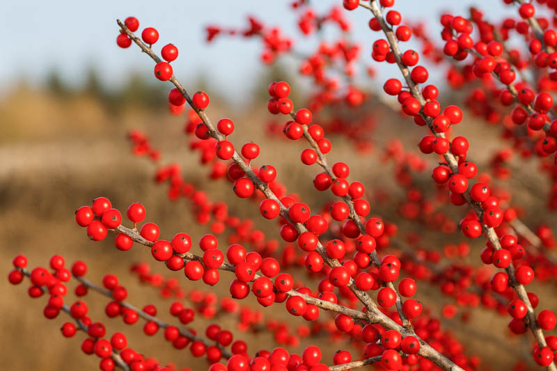 Red Verticillata Fruit Seeds for Planting - Grow Delicious Red Fruits